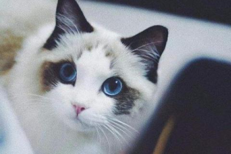 布偶猫价格贵，养的人多吗？深度分析布偶猫市场