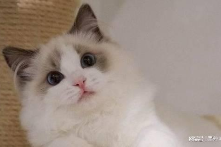 布偶猫咬人怎么办？教你如何避免猫咪攻击行为