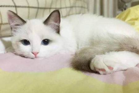 几度以下布偶猫会冷？主人如何应对？