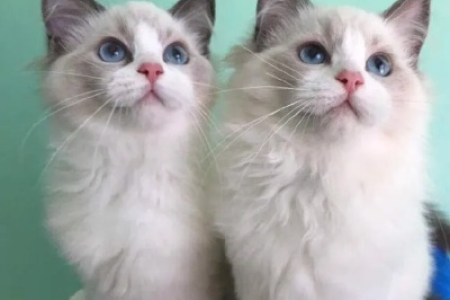 布偶猫公的还是母的好？公猫母猫优缺点大对比