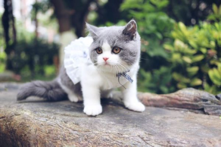 想买蓝白英短猫？教你快速识别猫咪品相