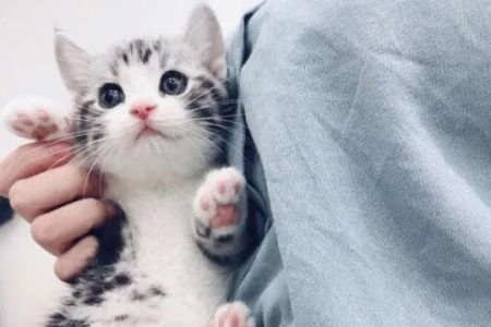 三个月猫多大才算正常？教你判断猫咪发育是否健康