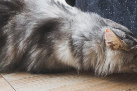 缅因猫到底认不认主人？真相或许让你意外
