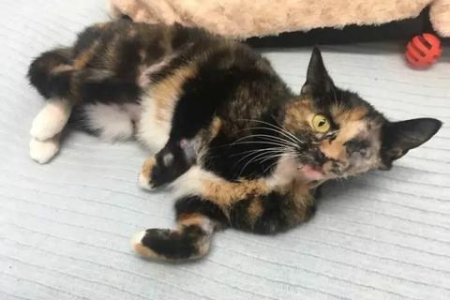 玳瑁猫是什么品种的猫？从基因到外观全面解析玳瑁猫