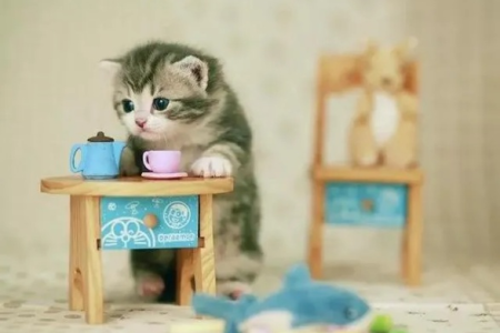 小猫到家后如何适应新环境？快速上手小猫照顾技巧