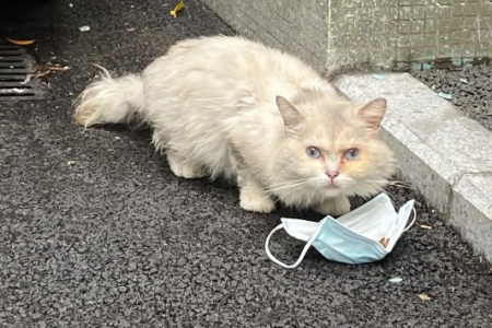 想知道流浪猫愿不愿意回家吗？看这里就知道了