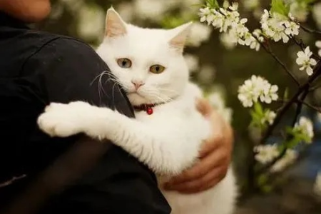 小猫多久可以抱走？别着急，看完这篇文章你就知道啦！
