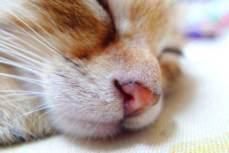 猫的嗅觉范围到底有多广？能闻到几百米外的味道吗？