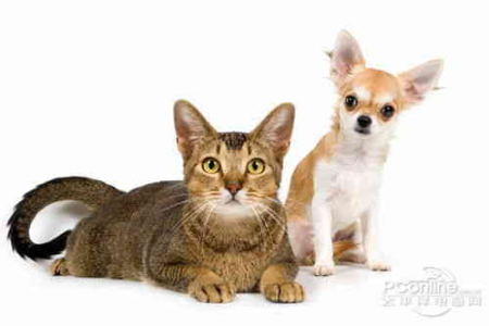 猫狗能生孩子吗？带你了解猫狗基因差异