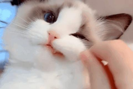 布偶猫多久适应新环境？新家环境如何帮助猫咪更快适应？