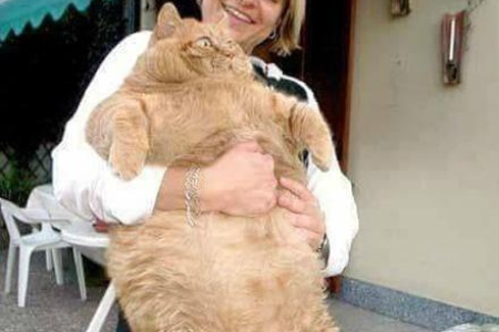 中国古代的猫是从哪里来的？追溯猫咪的起源和传入时间