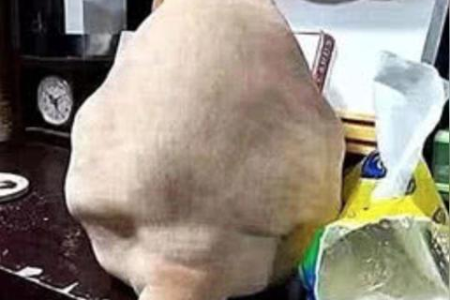 橘猫寿命究竟有多久？如何延长猫咪的寿命？