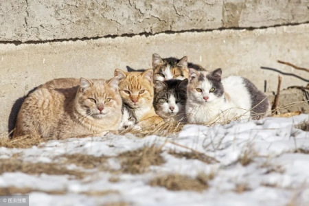 不伤害野猫怎么赶走？温和驱猫方法推荐