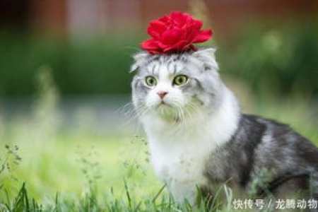 猫咪关笼子里会抑郁吗？长期笼养对猫咪身心健康的影响