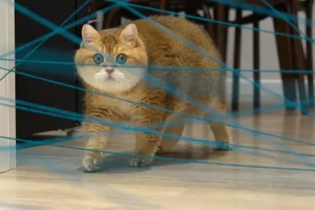 猫咪避障能力惊人！这背后隐藏着什么秘密？