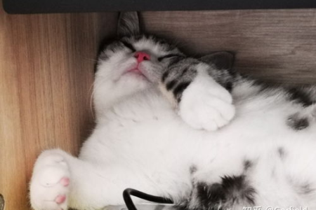 坐火车带猫用太空舱猫包行不行？看完你就懂了