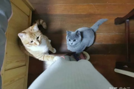 橘猫和蓝猫杂交后代是什么样？毛色和品种预测