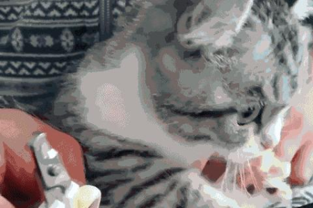 小奶猫剪指甲最佳时间是多久？避免伤害的技巧