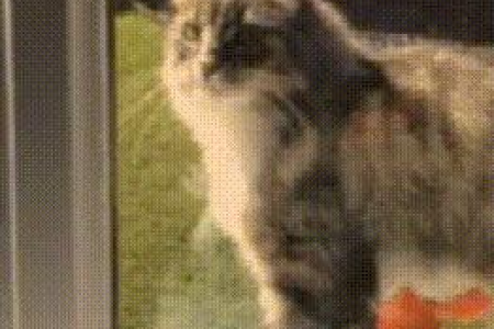 如何让你的缅因猫长得又大又壮？专业的喂养技巧分享