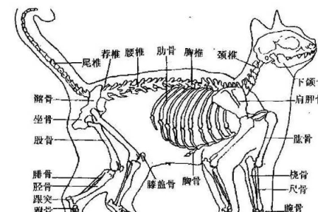 为什么猫像液体一样？猫的骨骼结构和柔软度大揭秘