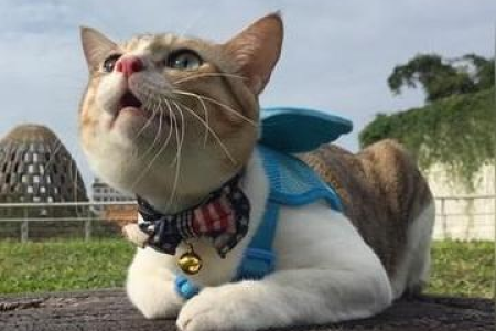 野猫生的小猫可以养活吗？新手养猫注意事项