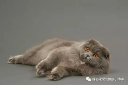 高地折耳猫是什么品种？长毛折耳猫的独特魅力