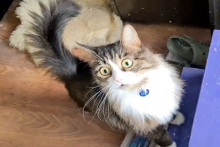新生小猫怕冷吗？低温下小猫会冻死吗？保暖措施很重要！