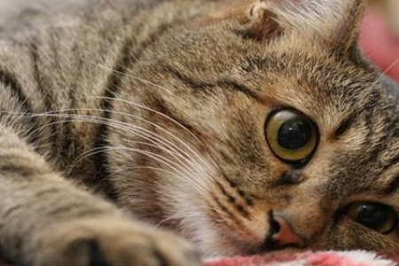 把猫一直关着会抑郁吗？了解猫咪的抑郁症症状和预防