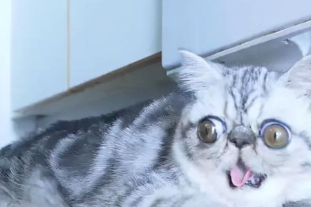 猫咪抑郁症怎么办？怎么判断猫是不是抑郁了？