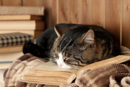 猫咪抑郁症能治愈吗？抑郁的猫咪会自残甚至死亡吗？
