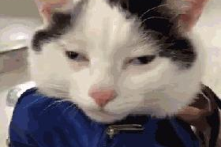 猫咪抑郁症的表现有哪些？如何判断猫咪是否抑郁？