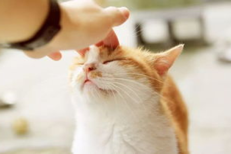 猫咪抑郁到什么程度会死？如何帮助抑郁的猫咪