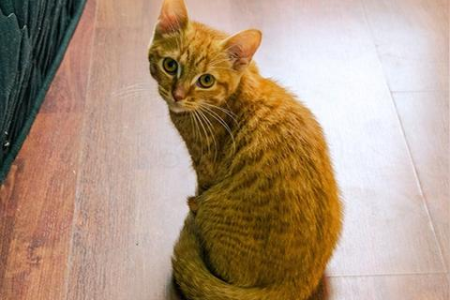 如何判断猫咪是否抑郁？抑郁猫咪的常见表现
