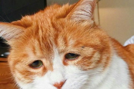 我的猫咪是不是抑郁了？猫抑郁症状详解及护理建议
