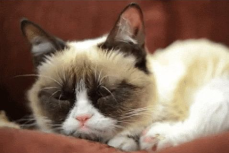 猫咪抑郁症会呕吐吗？有哪些症状需要警惕？