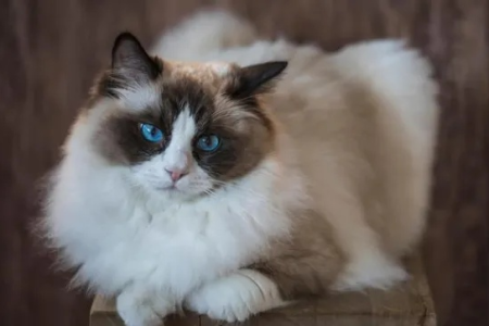 想买布偶猫？N血和R血的区别你必须知道！