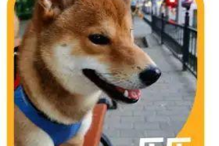 猫抑郁体温低？教你如何判断和应对猫抑郁