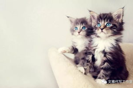 发现猫咪异常脱毛？可能是抑郁症！教你如何应对
