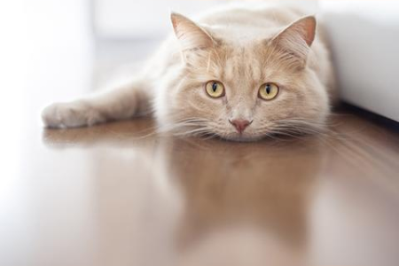 猫抑郁会传染吗？详解猫咪抑郁与传染病的区别