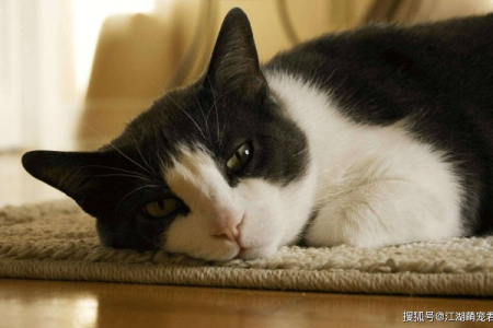 猫咪抑郁症的常见原因及解决方法