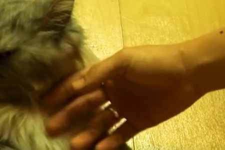 猫咪抑郁的后果有多严重？小心这些症状！