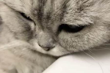 猫咪抑郁症的症状有哪些？教你快速识别抑郁猫咪