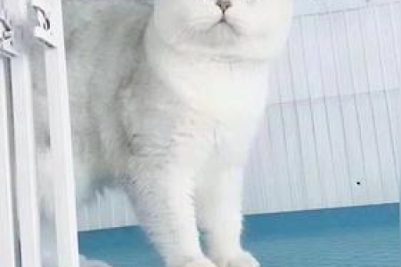 银渐层猫的品种及特点，全面了解银渐层猫咪