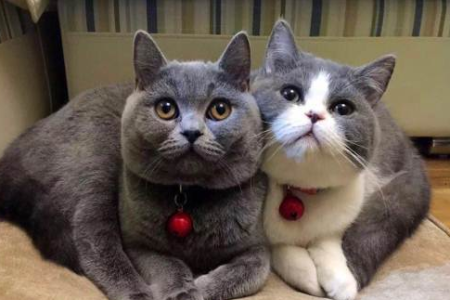 曼基康猫和英短猫一样吗？新手必看品种区别