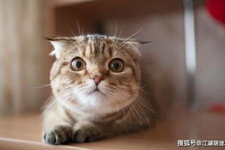 想养五粉猫咪？你需要了解这些品种和特点