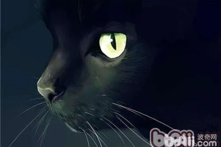 为什么猫的眼睛在黑暗中会发光？猫眼发光原理深度解析！