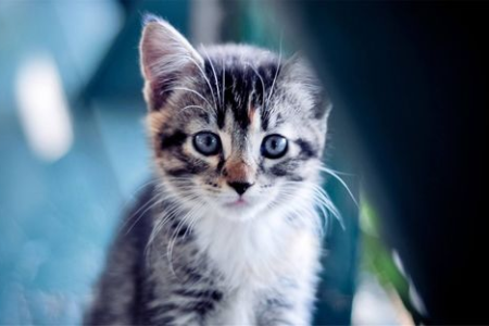 猫咪舌头到底有多长？成年猫和幼猫舌头长度对比