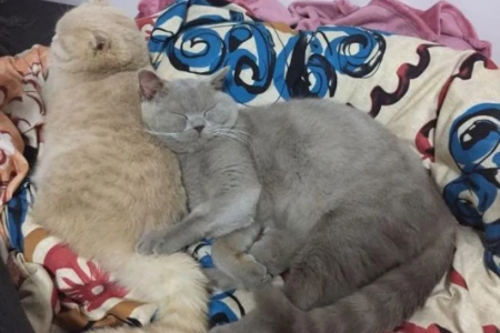 陌生猫咪配种：关笼子能促进交配吗？