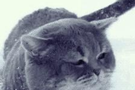 猫吃生肉好吗？好处坏处全解析，看完你就懂了！