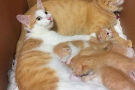 养橘猫要花多少钱？一般橘猫和纯种橘猫价格对比分析